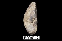 藏品(殼菜蛤)的圖片